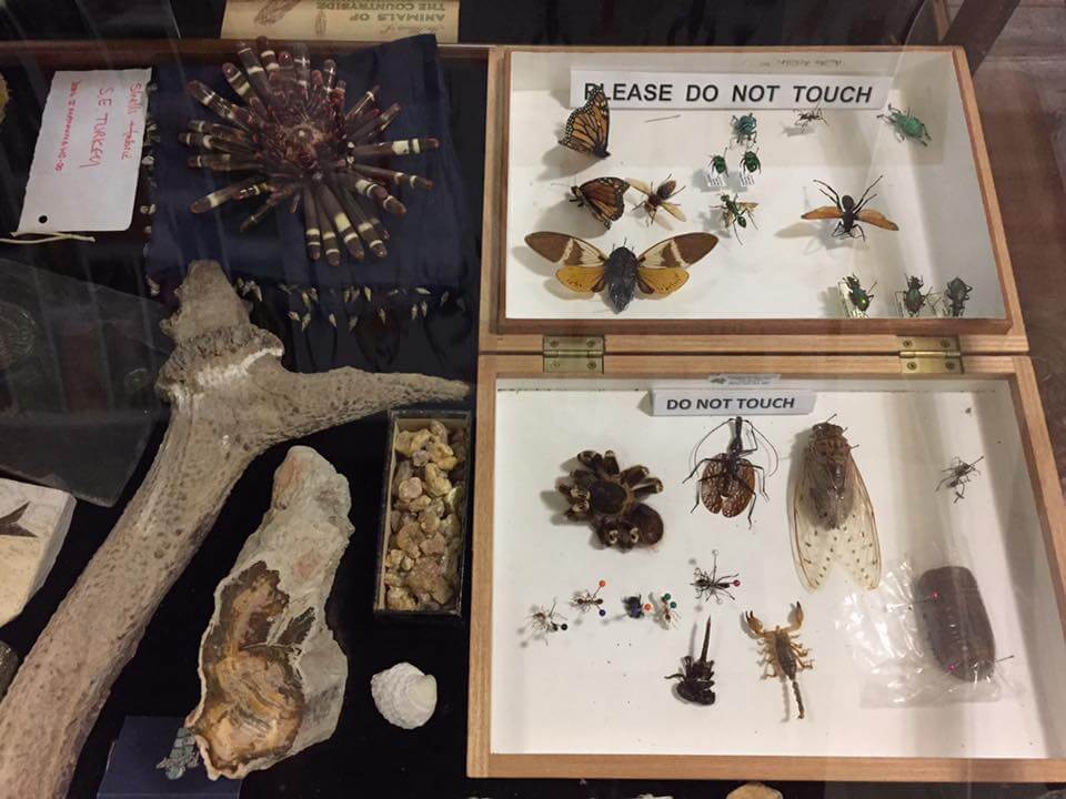 Museum Of Natural History Guildford Museum Of Natural History Guildford