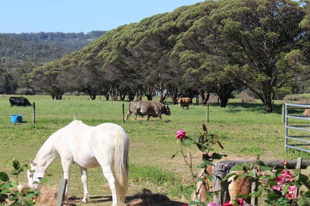 Misty Valley Country Cottages Denmark Buggybuddys Guide To Perth