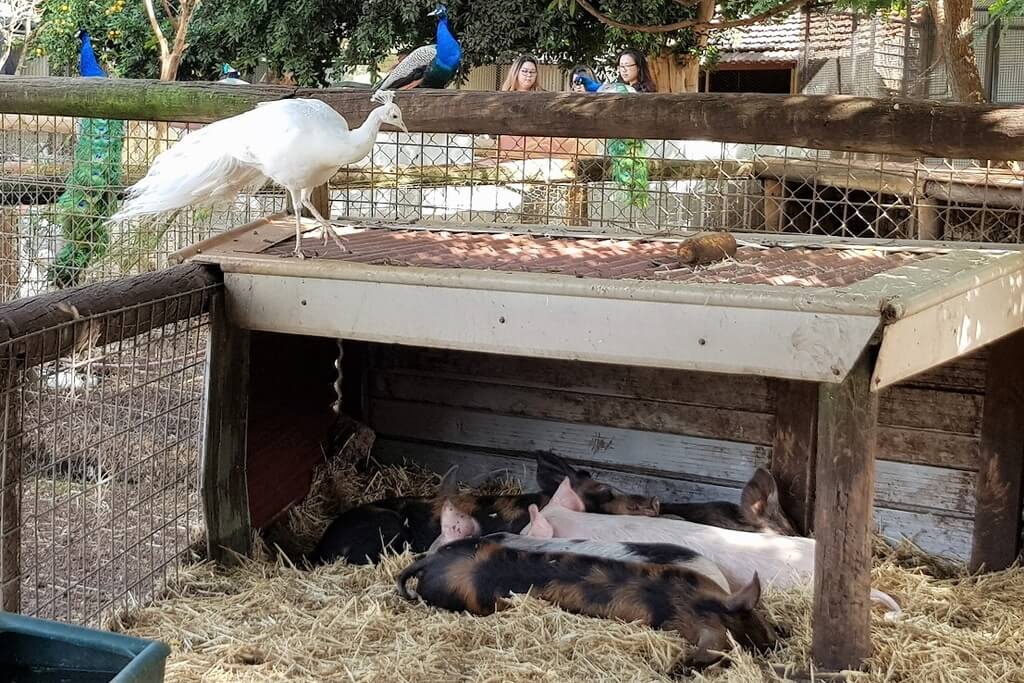 Swan Valley Cuddly Animal Farm - Buggybuddys the family ...