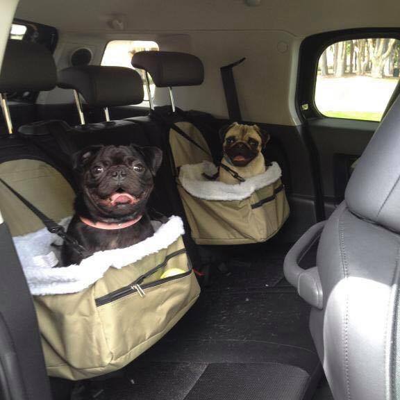 Dog Friendly Parks Beaches Mandurah Wa Dog Friendly Parks Beaches Mandurah Wa