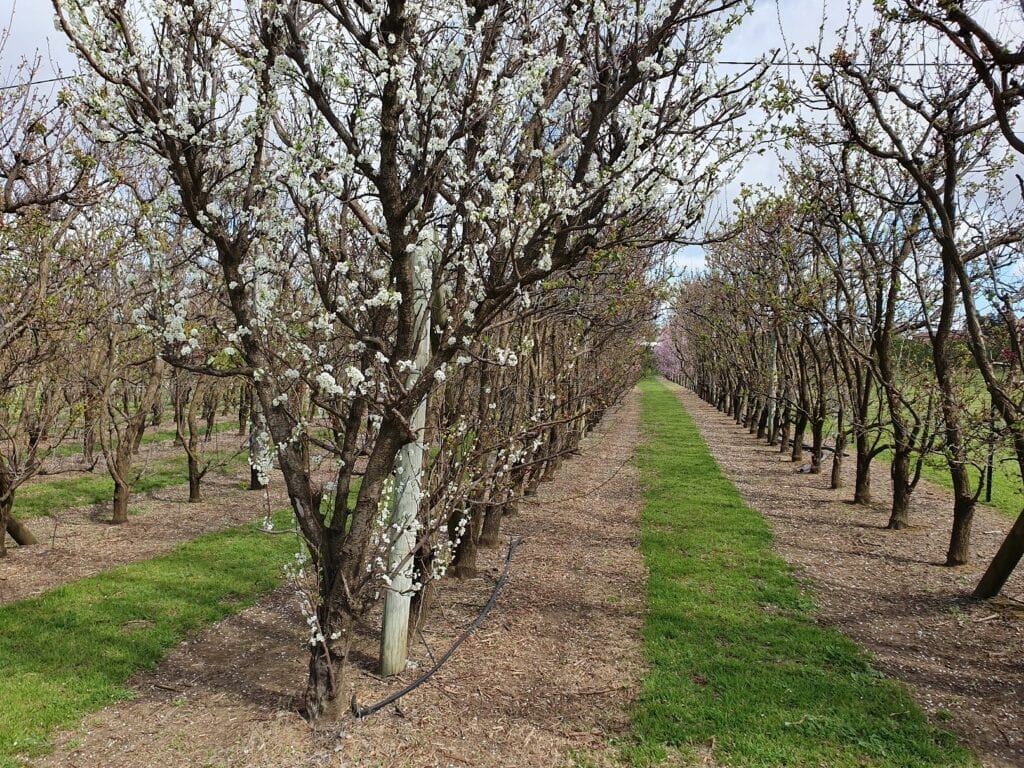 S&R Orchard
